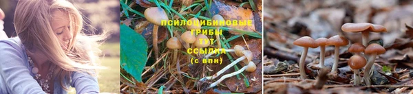 PSILOCYBIN Дмитров